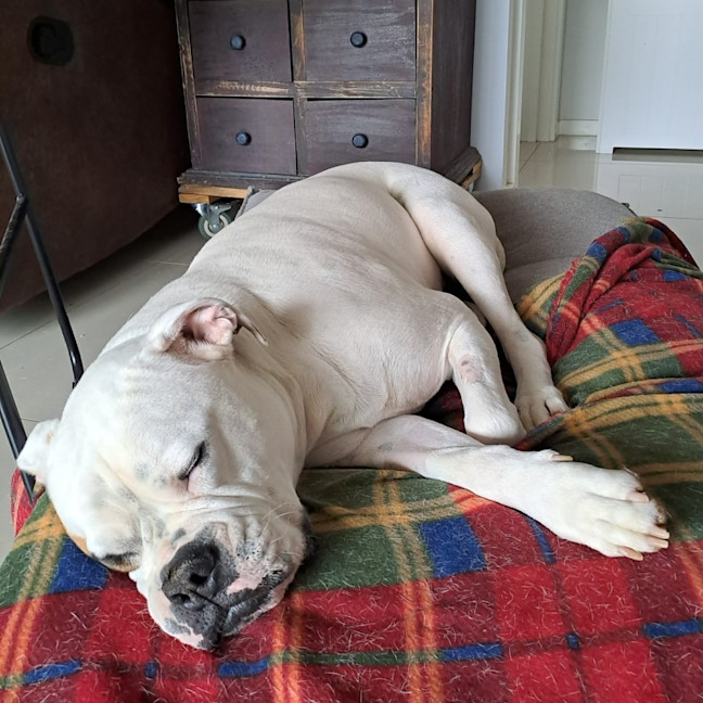 Photo of Butch