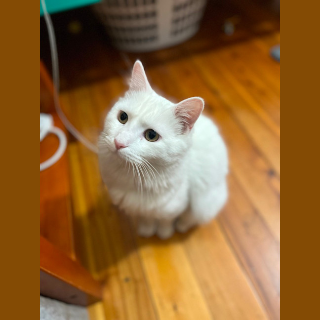 Photo of Mr Pickles