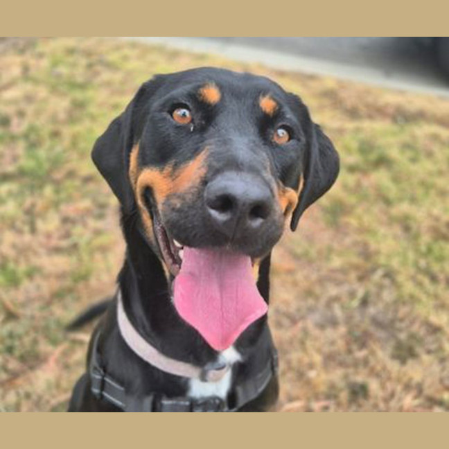 Photo of Honeysuckle