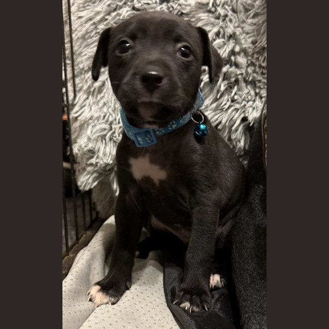 Photo of Collar Light Blue 