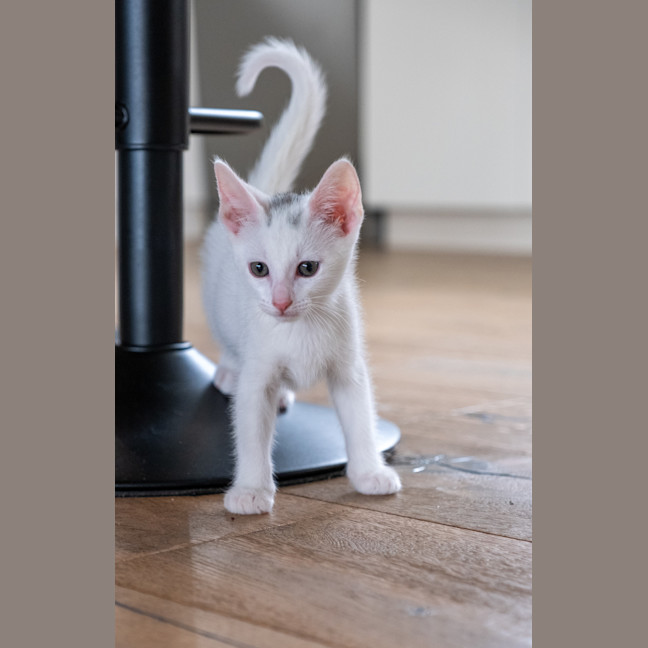 Photo of Loki