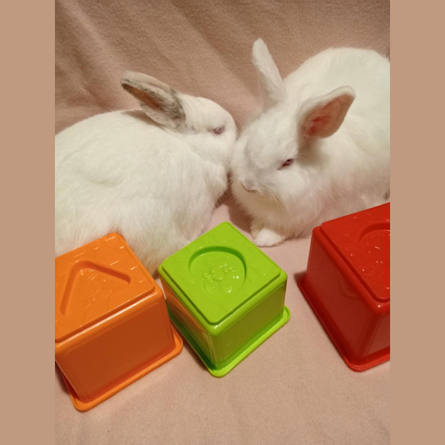 Photo of Blizzard & Odette 