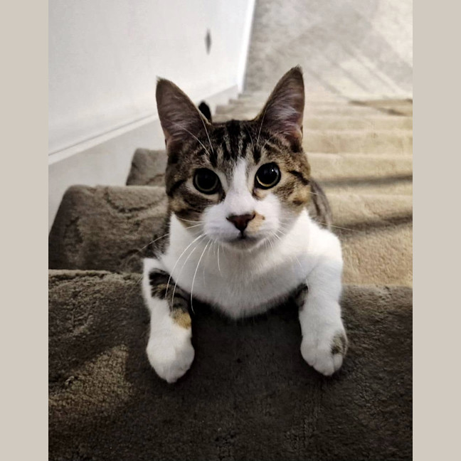 Photo of Flip