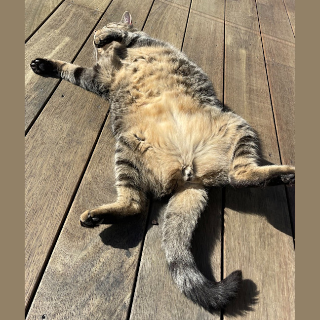 Photo of Cyril Tabby