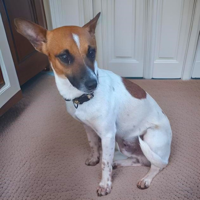 Floyd Small Male Jack Russell Terrier x Mixed Breed Mix Dog in WA