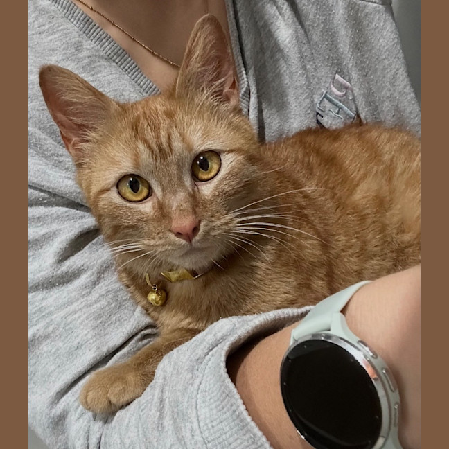 Photo of Chilli
