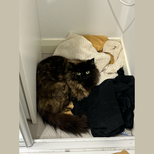 Photo of Jinx