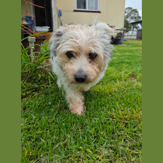 Photo of Teddy