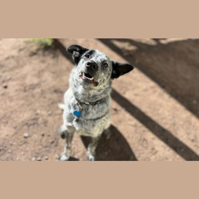 Photo of Bella