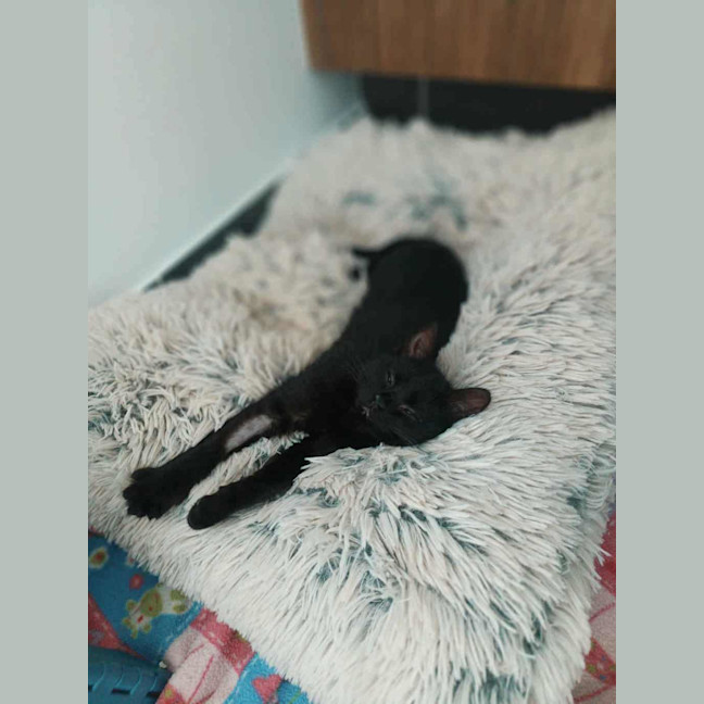 Photo of Etienne (Was Curly Sue)