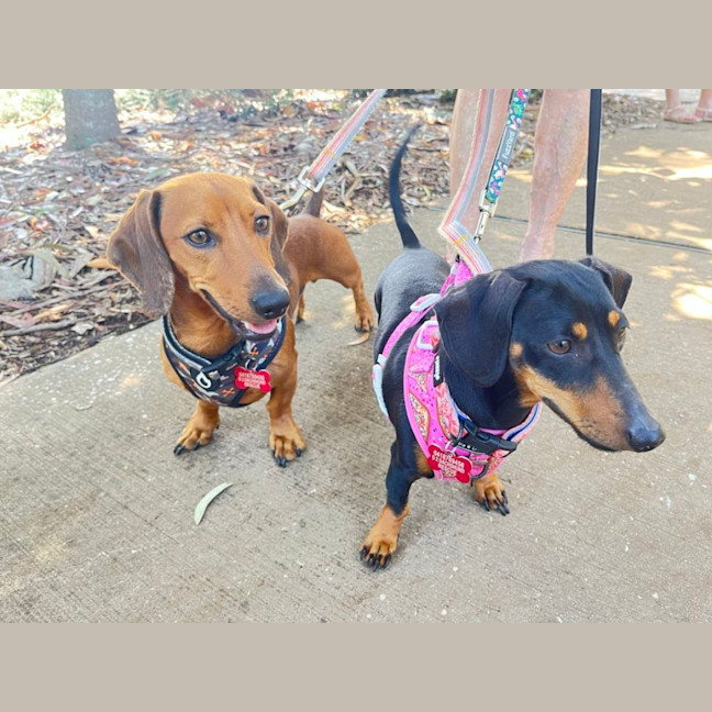 Photo of Rosie And Chase