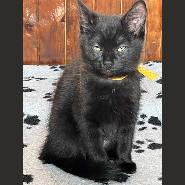 Photo of Charcoal **2nd Chance Cat Rescue**