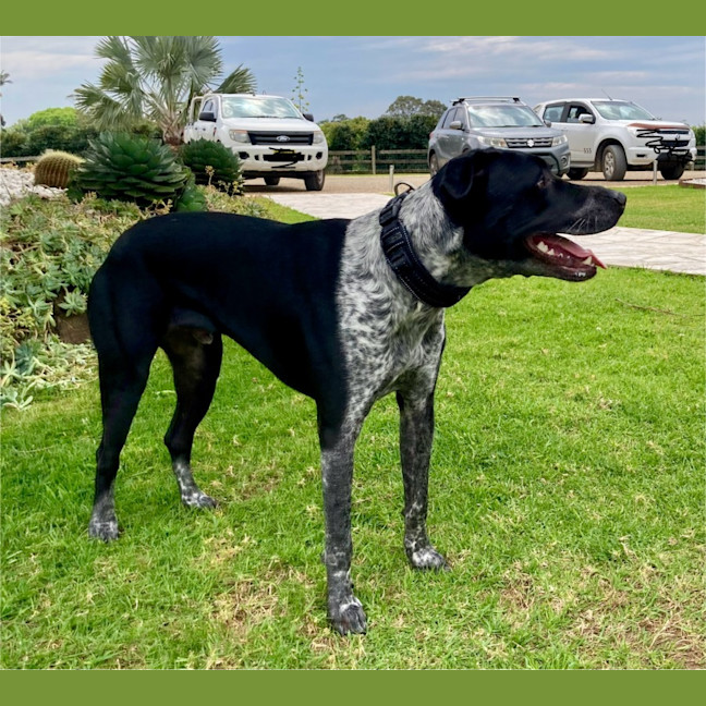 Photo of Archie