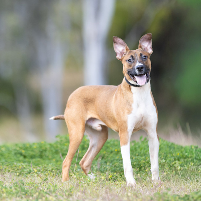 Photo of Buster