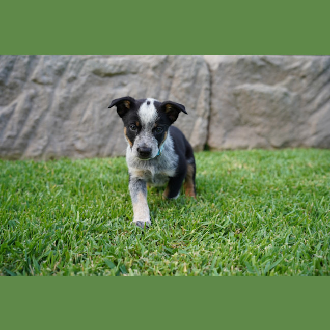 Photo of Roo   7 Week Old Cattle Dog X Kelpie
