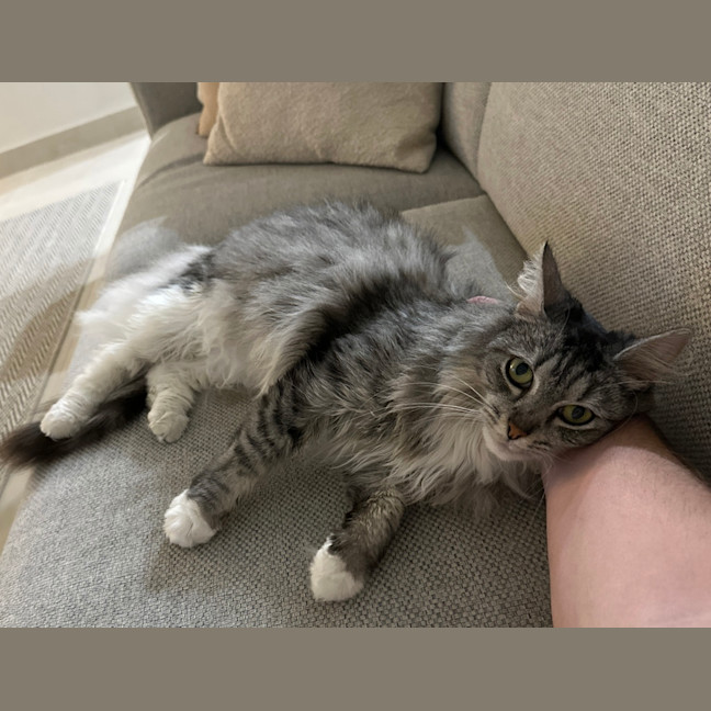 Photo of Nova