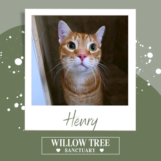 Photo of Henry