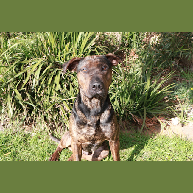 Photo of Bruno