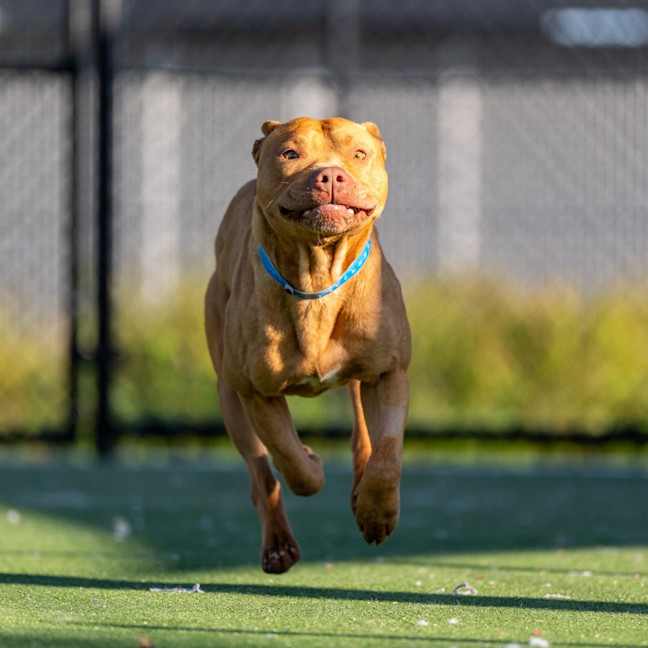 Photo of Theo Imp 690