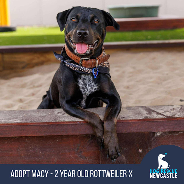 Photo of Macy   2 Year Old Rottweiler X
