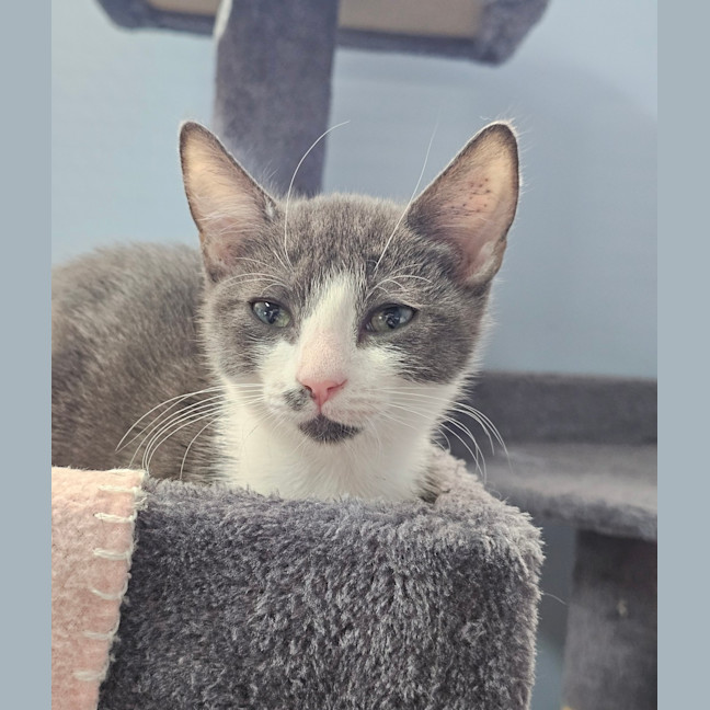 Photo of Johnny Bravo