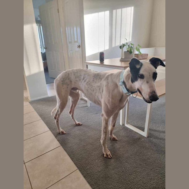 Photo of Patch The Greyhound