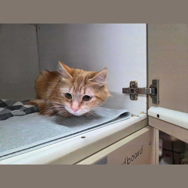 Photo of Sweet Paprika