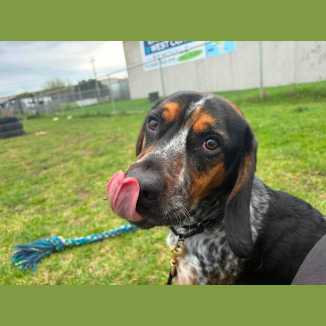 Photo of Paddy (68443)