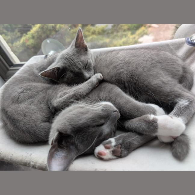 Photo of Rocket & Misty   Located In Glenroy