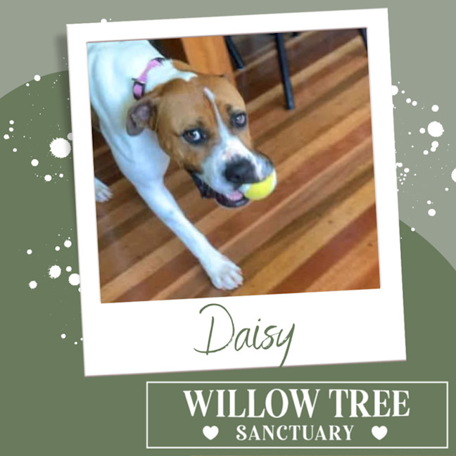 Photo of Daisy