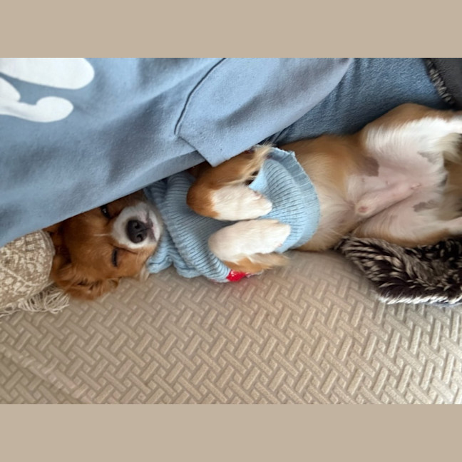 Photo of Tucker