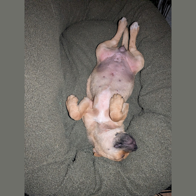 Photo of Dot
