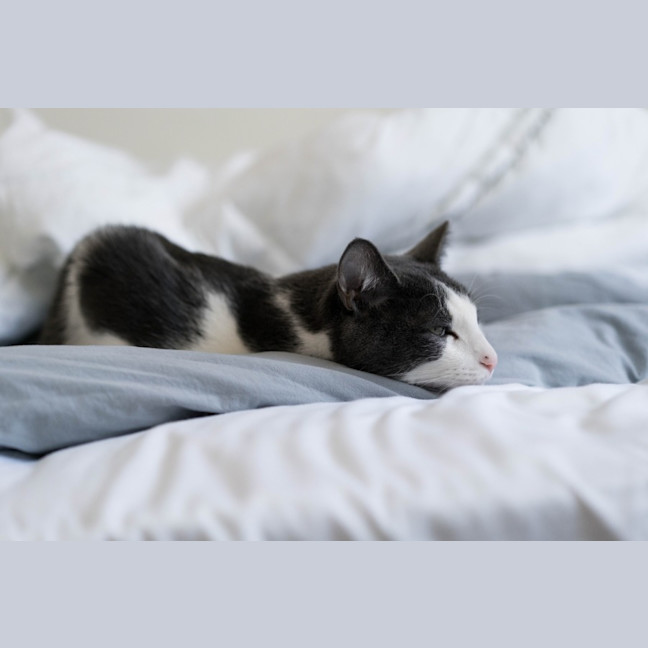 Photo of Felix The Cat!