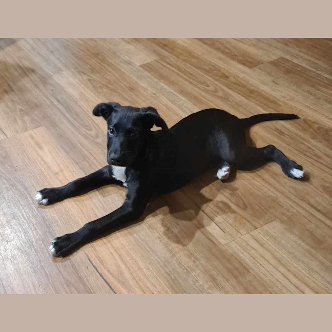 Photo of Bandit