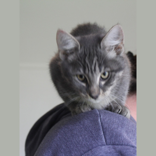 Photo of Possum