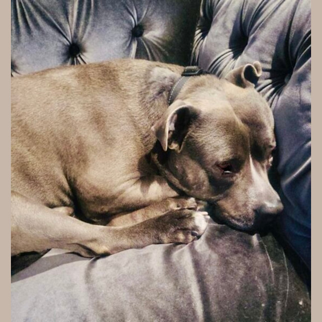 Photo of Ace