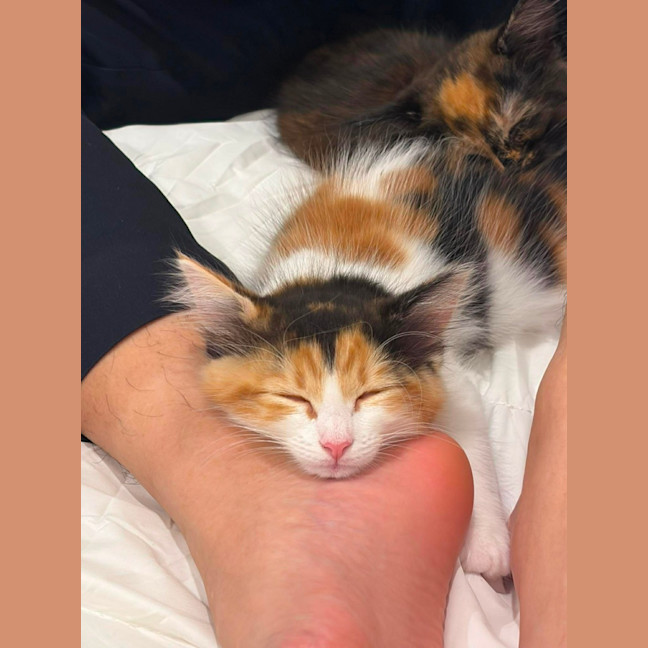 Photo of Sage & Fennel