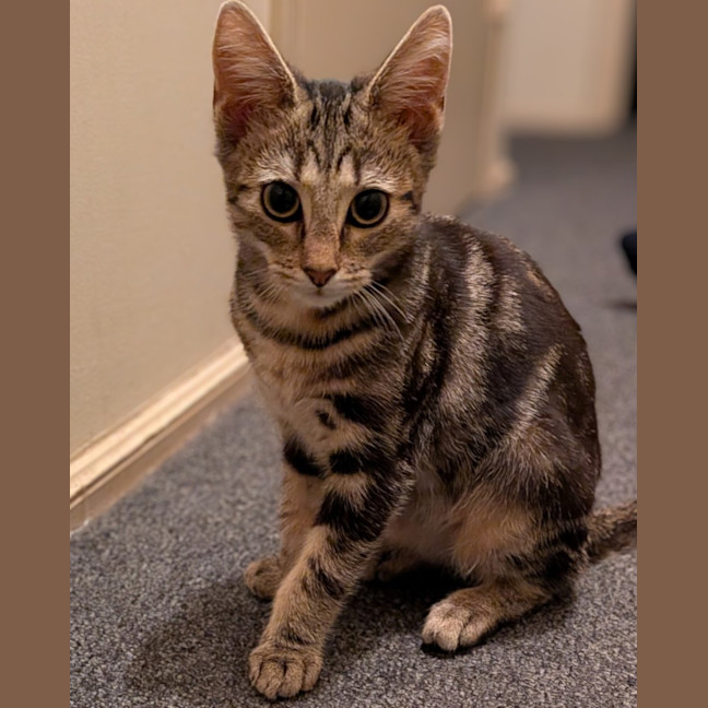 Photo of Aria