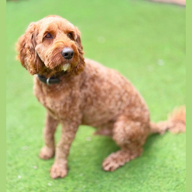 Photo of Rusty