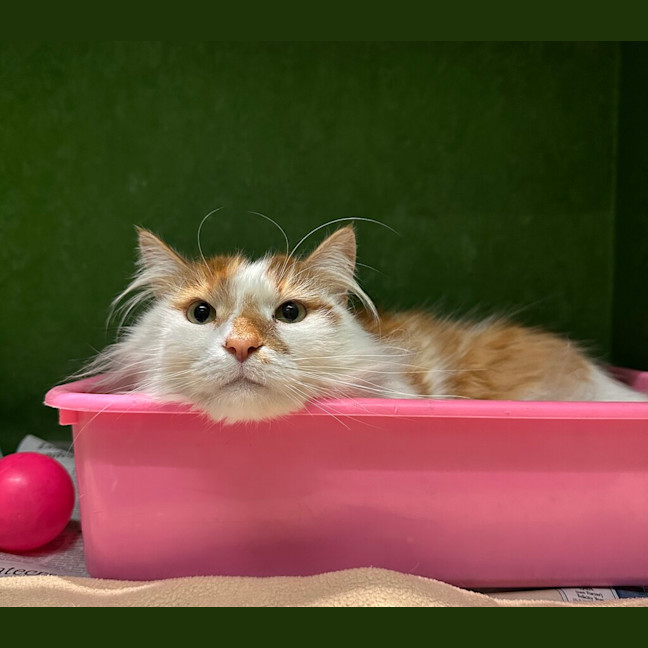 Photo of Ginger