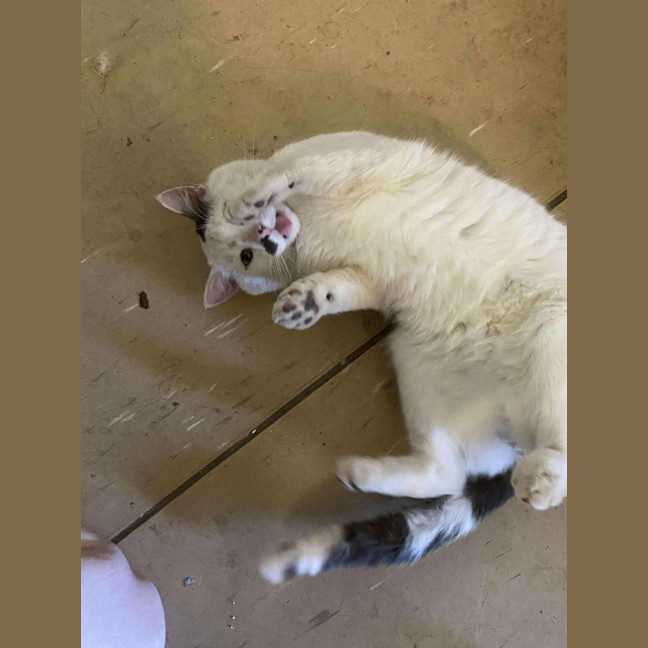 Photo of Harvey Kitler