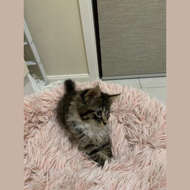 Photo of Gizmo (Was Pesto)