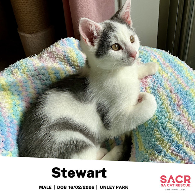 Photo of Stewart