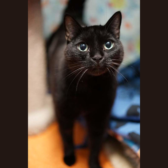Photo of Tadpole