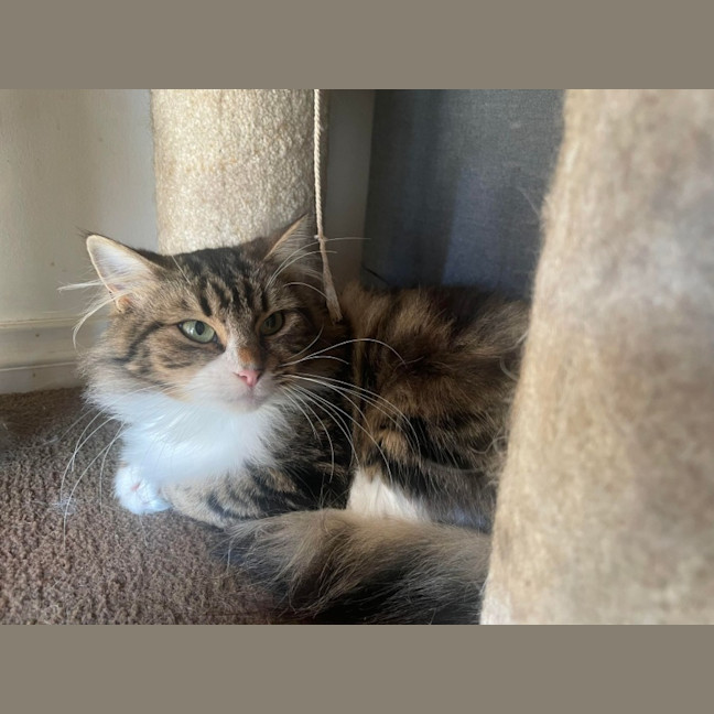 Photo of Cha Cha And Mia