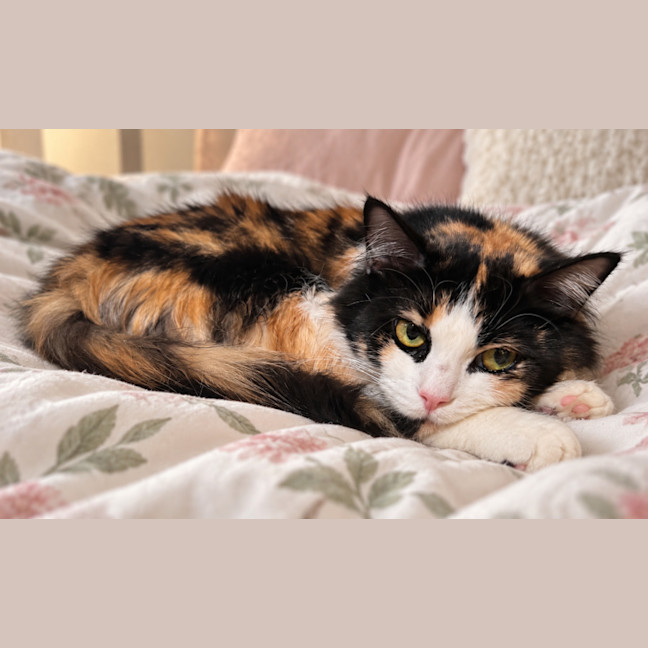 Photo of Penny