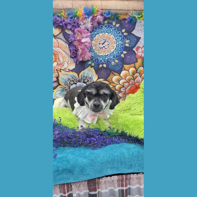 Photo of Rosie