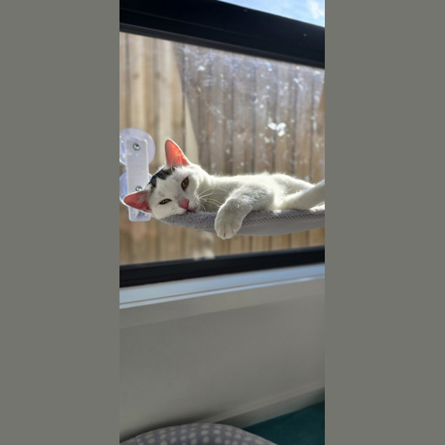Photo of Snow White