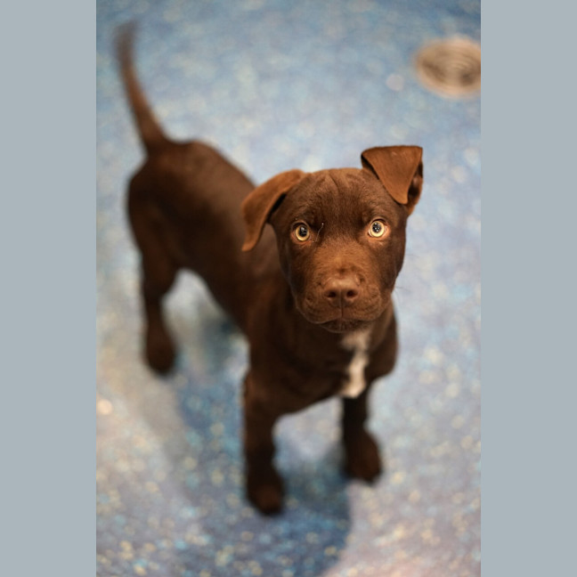 Photo of Red Dog (Ezra)