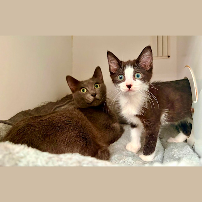 Photo of Bluebelle And Jimmy